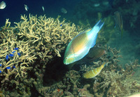 Scarus ghobban, Blue-barred parrotfish: fisheries, aquarium