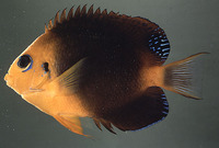 Centropyge hotumatua, Blackear angelfish: aquarium
