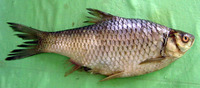 Puntius sarana, Olive barb: fisheries, gamefish, aquarium