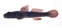 Rhinogobius flumineus, : fisheries
