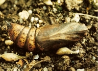 Deilephila elpenor - Elephant Hawk-moth