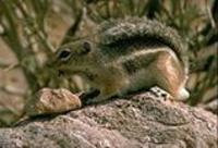 Image of: Ammospermophilus leucurus (white-tailed antelope squirrel)