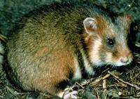 Image of: Cricetus cricetus (black-bellied hamster)