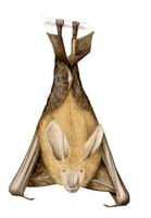 Image of: Nycteris grandis (large slit-faced bat)