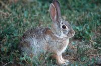 Image of: Sylvilagus audubonii (Audubon's cottontail)