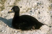 Melanitta nigra - Common Scoter