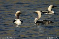 Gavia arctica - Black-throated Diver