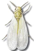 Image of: Trialeurodes vaporariorum (greenhouse white fly)