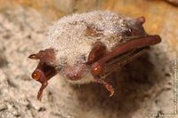 Myotis myotis - Greater Mouse-eared Bat