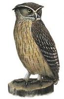 Image of: Bubo blakistoni (Blakiston's eagle-owl)