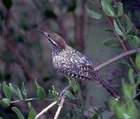 Image of: Campylorhynchus brunneicapillus (cactus wren)