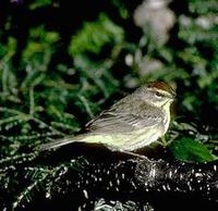 Image of: Dendroica palmarum (palm warbler)