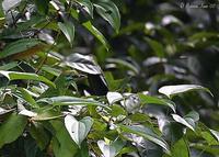 Image of: Megalaima incognita (moustached barbet)
