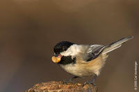 Image of: Parus atricapillus (black-capped chickadee)