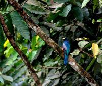 Image of: Trogon comptus (blue-tailed trogon)