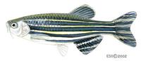 Image of: Danio rerio (zebra danio)