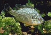 Image of: Lepomis gibbosus (pumpkinseed)