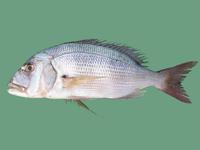 Dentex dentex - Common Dentex