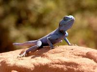 Pseudotrapelus sinaitus
