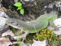 Lacerta viridis - Green Lizard