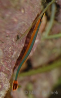 Doryrhamphus excisus - Bluestripe pipefish