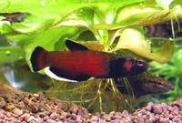 Betta albimarginata