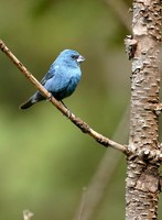 Indigo Grosbeak [Cyanoloxia glaucocaerulea]