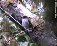 Green-backed Whistler - Pachycephala albiventris