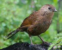 Bhutan Laughingthrush - Garrulax imbricatus