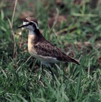 Kittlitz's Plover - Charadrius pecuarius