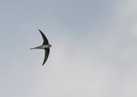 Fork-tailed Palm-Swift - Tachornis squamata