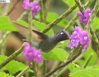 Violet-headed Hummingbird - Klais guimeti