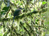 Highland Motmot - Momotus aequatorialis