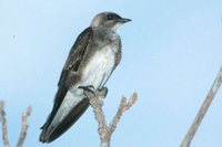 Brown-chested Martin - Progne tapera