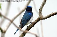 Blue-and-white Flycatcher - Cyanoptila cyanomelana