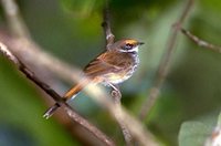 Rufous Fantail - Rhipidura rufifrons