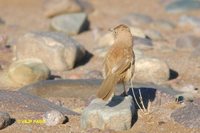 Fulvous Chatterer - Turdoides fulvus