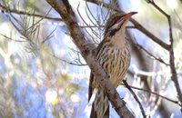 Spiny-cheeked Honeyeater - Acanthagenys rufogularis