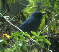 Black-throated Jay - Cyanolyca pumilo