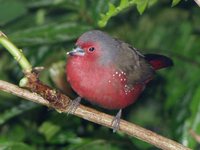 African Firefinch - Lagonosticta rubricata