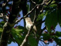 Warbling Vireo - Vireo gilvus