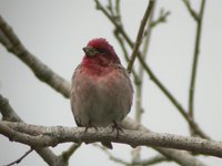 Purple Finch - Carpodacus purpureus