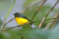 Slate-throated Redstart - Myioborus miniatus