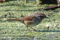 Swamp Sparrow - Melospiza georgiana