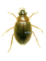 점박이물땡땡이 - Berosus signaticollis punctipennis