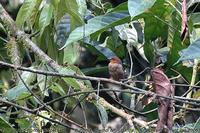 Jameson's Antpecker (Parmoptila rubrifrons)