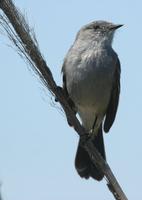 Sooty Tyrannulet