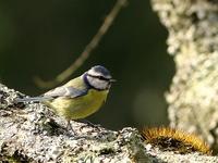 Chapim azul - Cyanistes caeruleus (Parus caeruleus) - Blue Tit Flickr