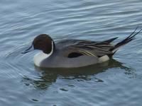 EUROPEAN PINTAIL