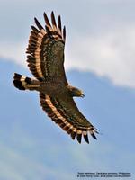 Philippine Serpent-Eagle Spilornis holospilus Endemic